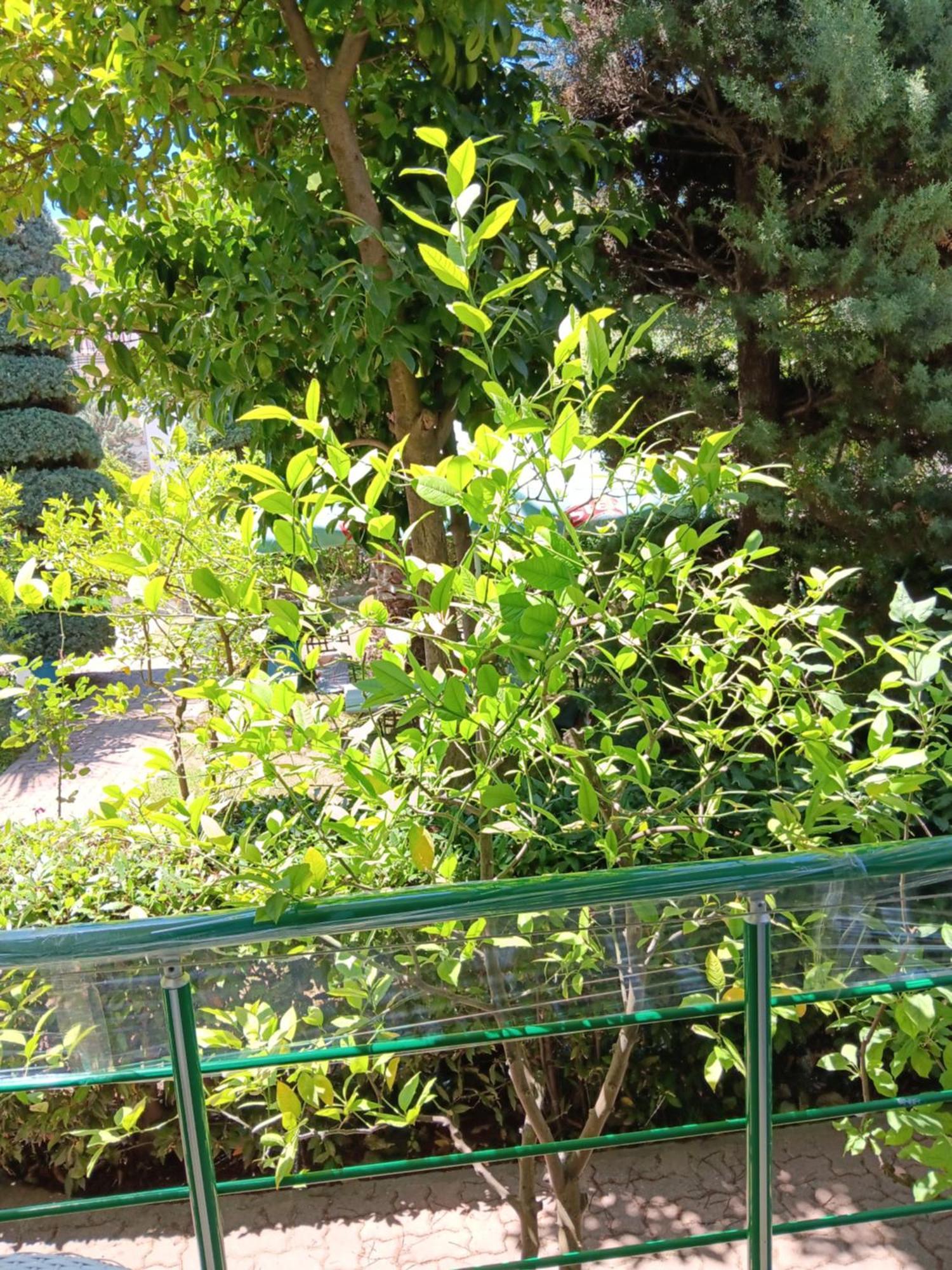 A-Vila Голем Екстер'єр фото